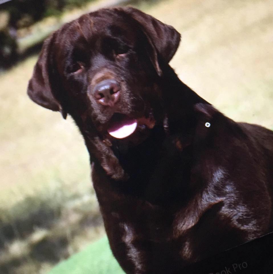 Kuwait Labrador Retriever Kennel | Kuwait City