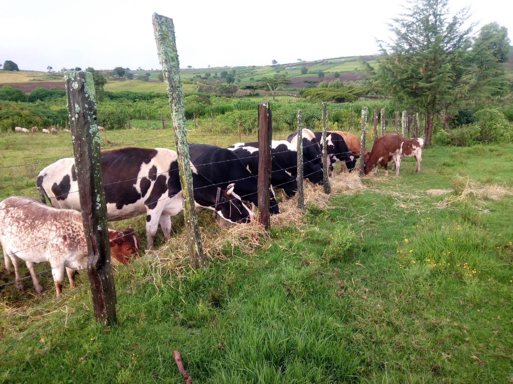 Olaramatani farm | Narok