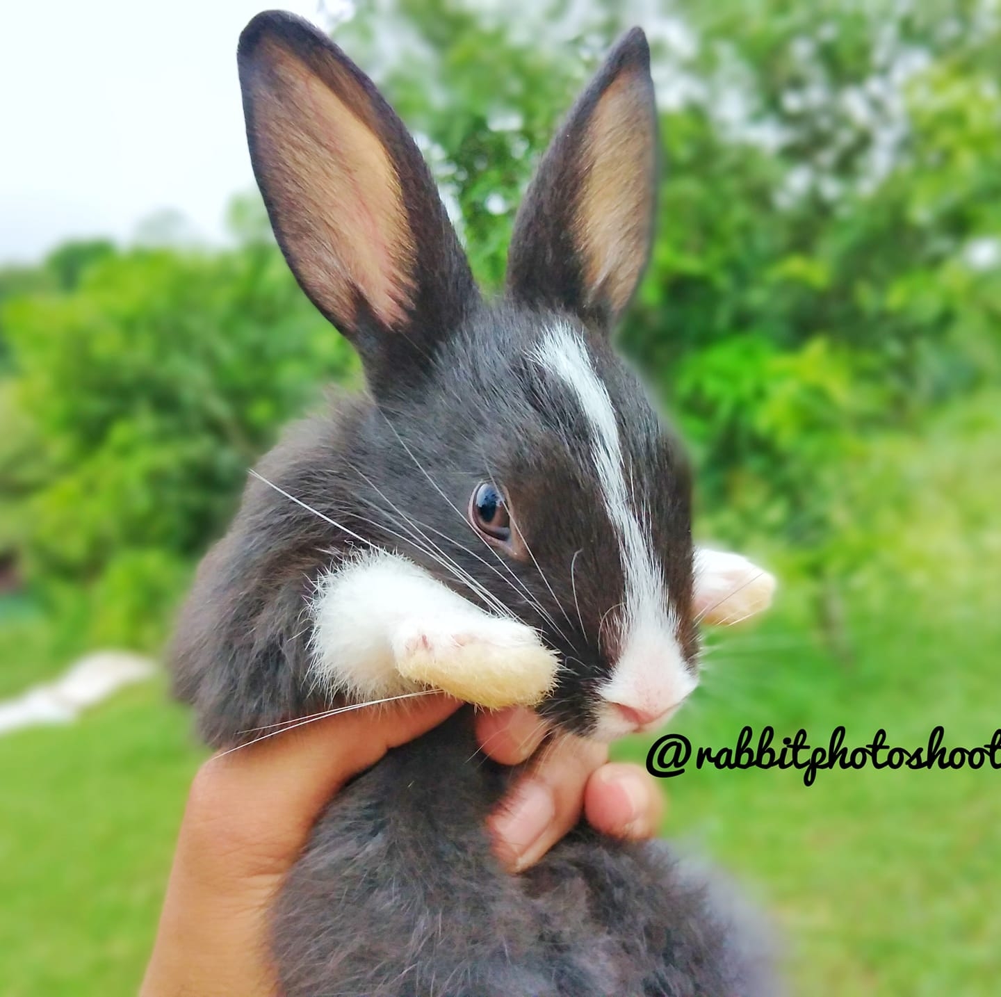 Rabbit Photoshoot Gallery
