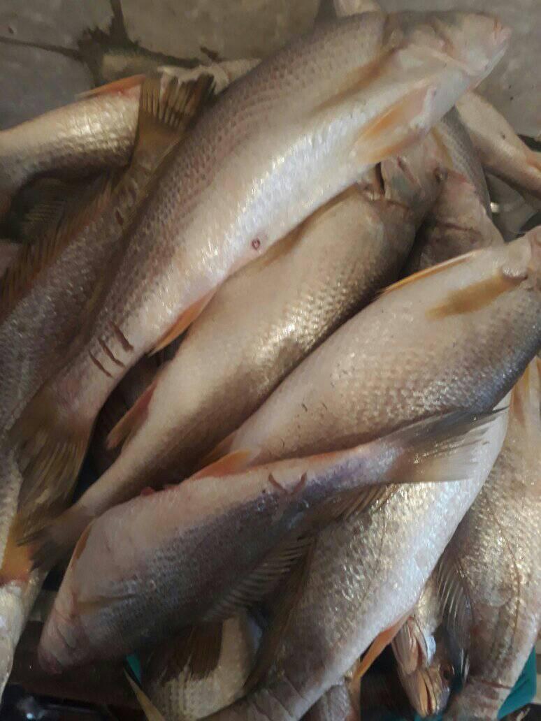 Vente des poissons frais de muanda | Kinshasa