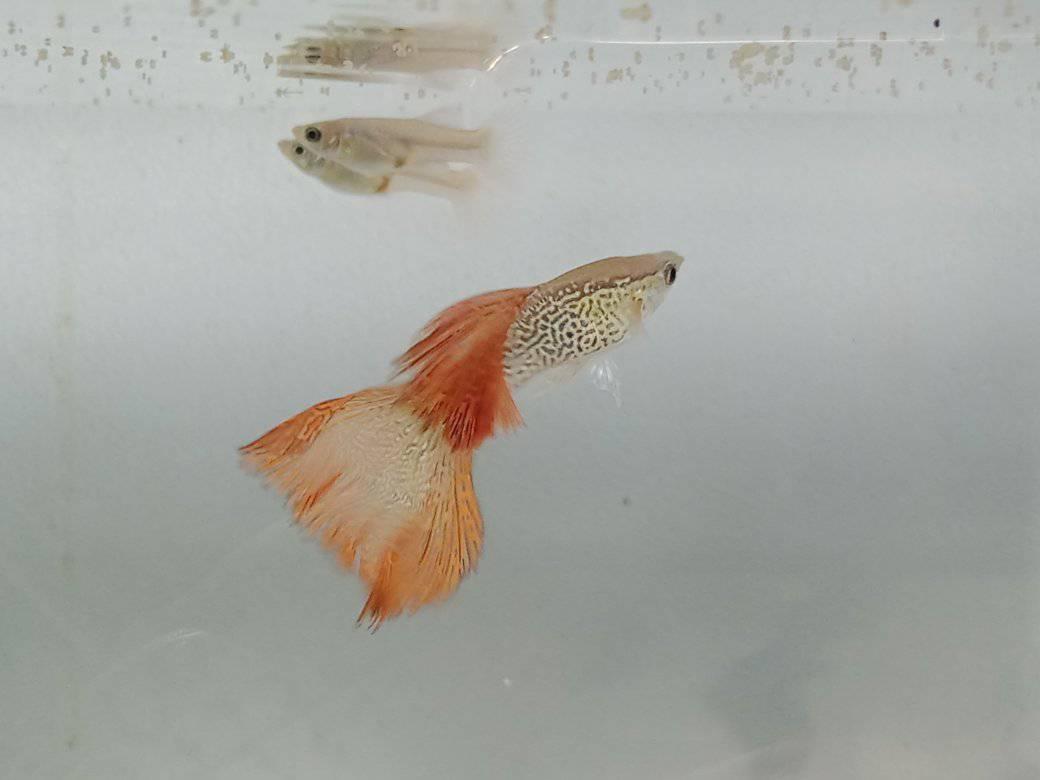 Ornamental fish group of calamian