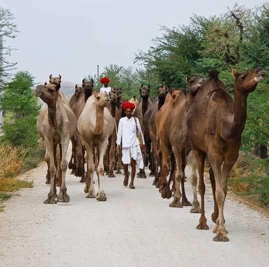 The culture of rabari samaj