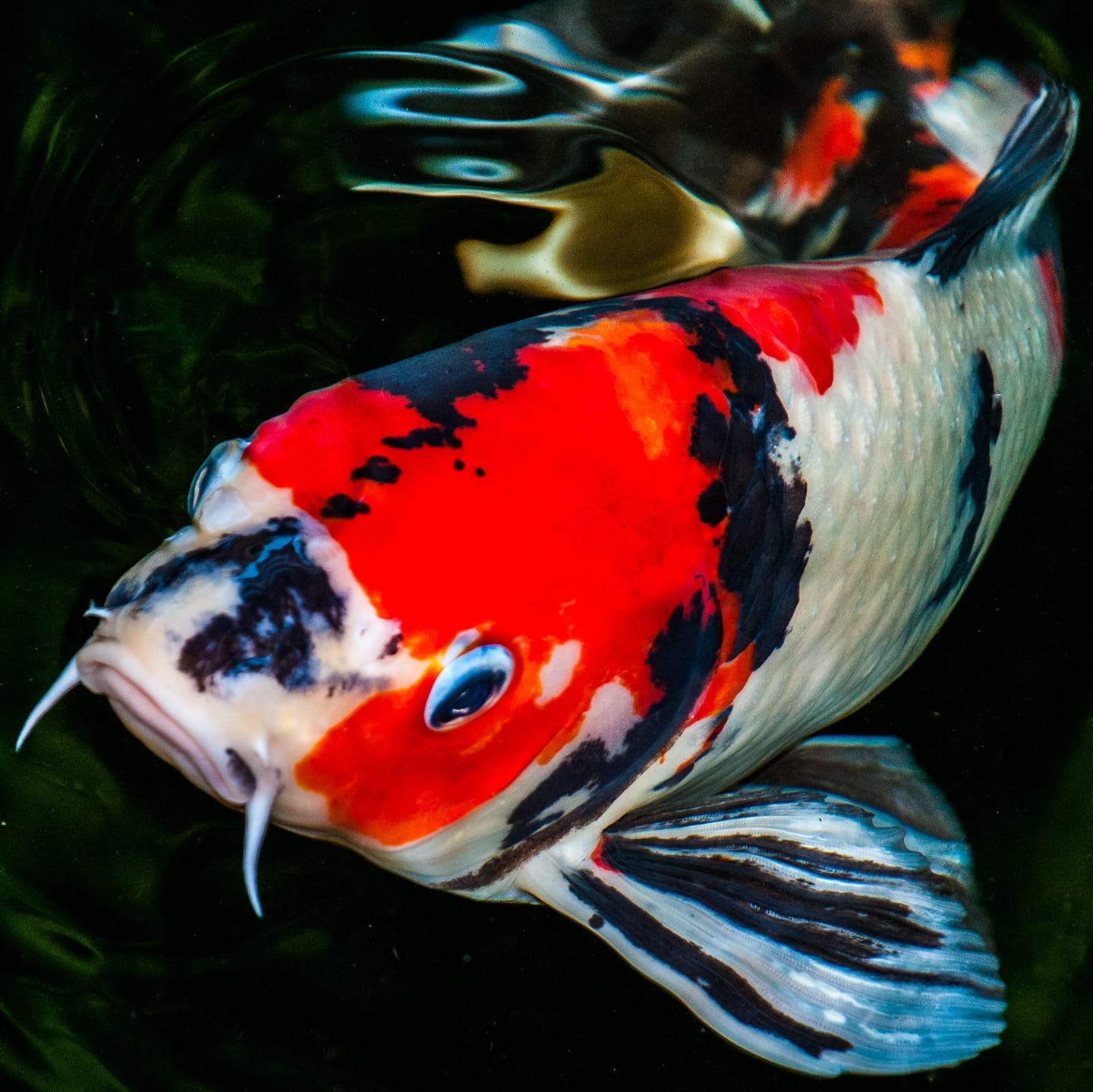 Ravi's tropical fishes | Point Fortin