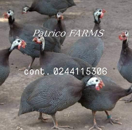 Patrico FARMS | Sogakope