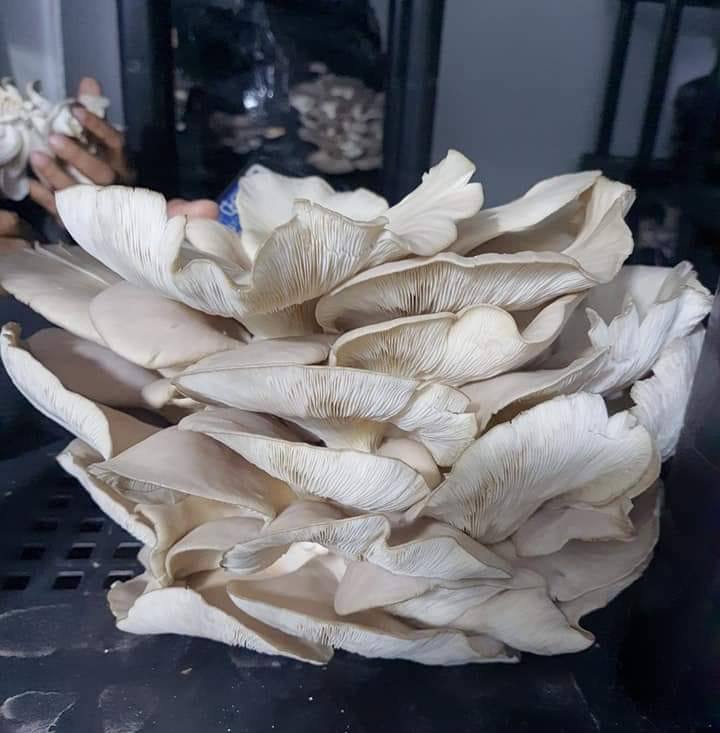 الحسون للفطر والأبواغ