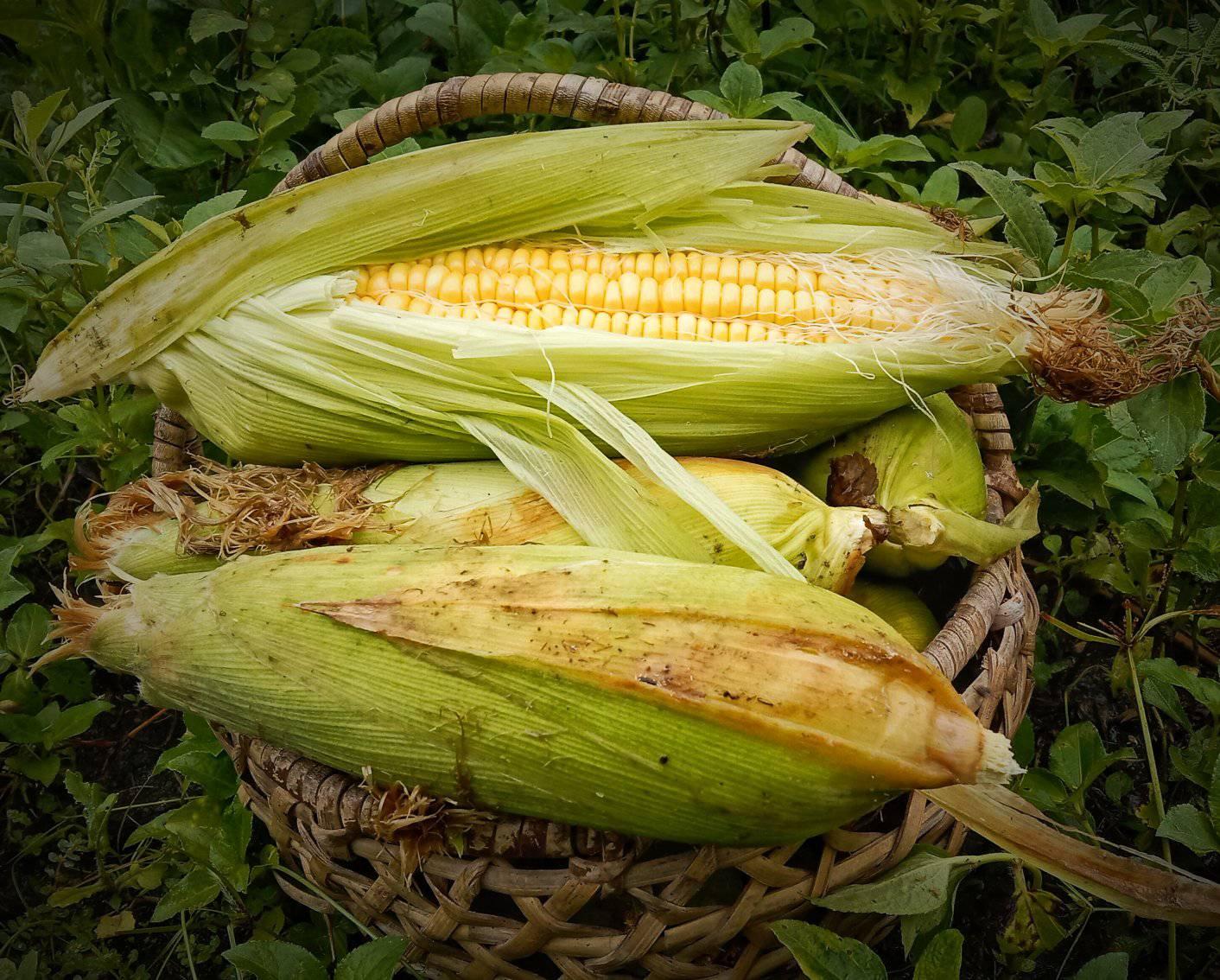 Everyday Agriculture