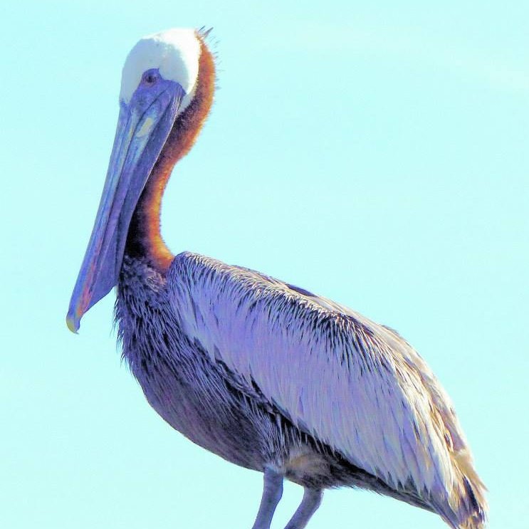 Yesterday folks at life guard beach met... - Ocracoke for ALL | Facebook