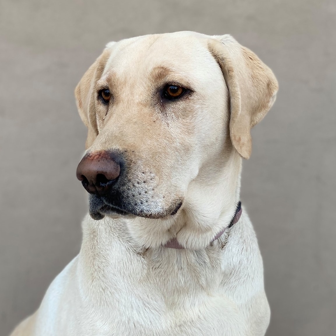 Southern Utah - Labrador Puppies