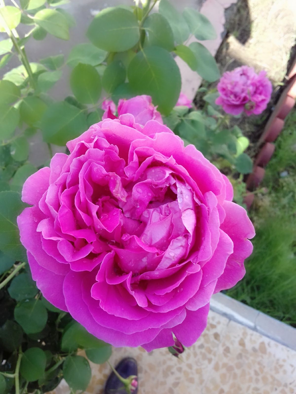 مسعود سندی