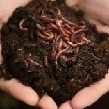 Humus Project