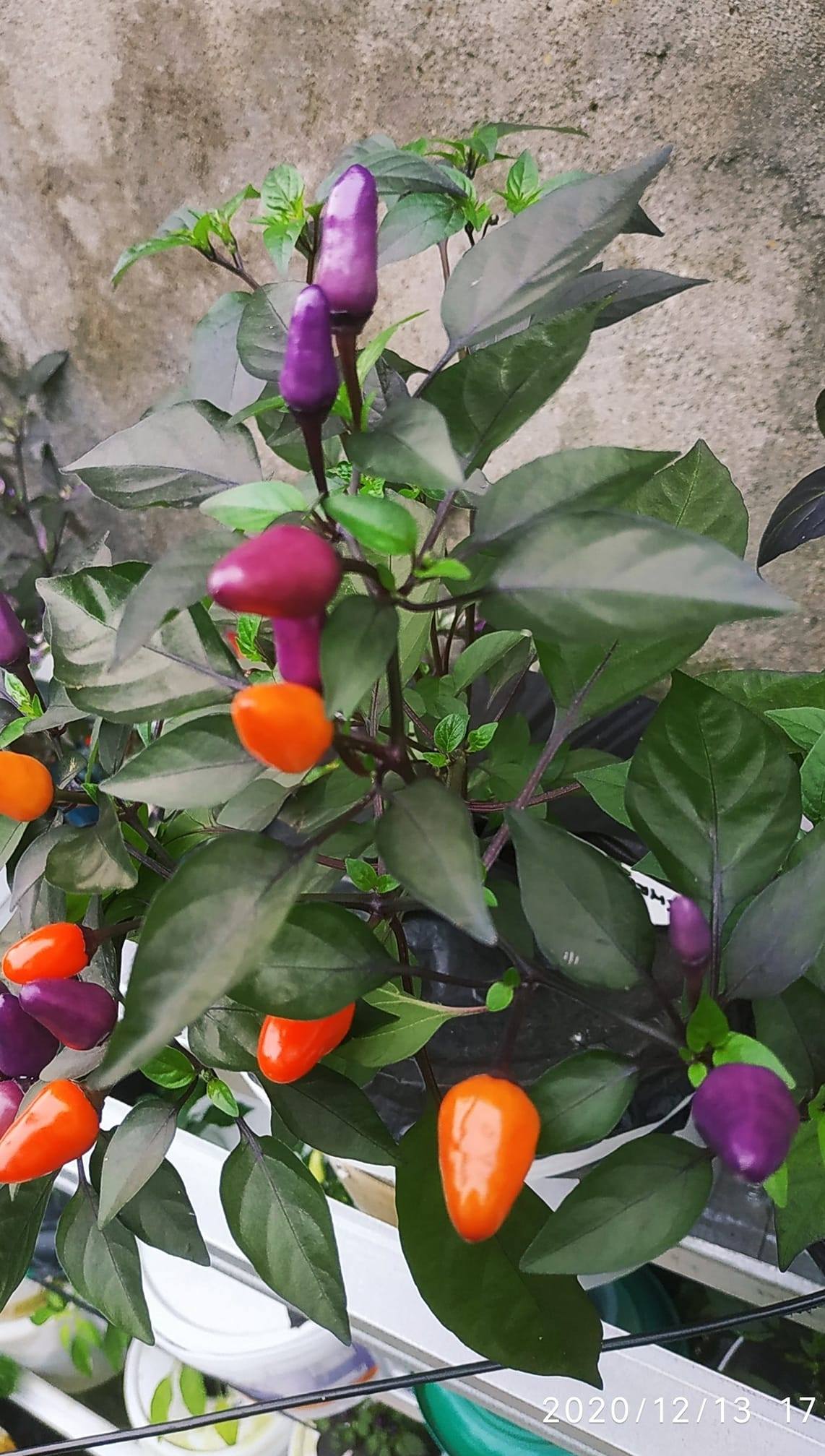 Syisha Ornamental Peppers | Palembang