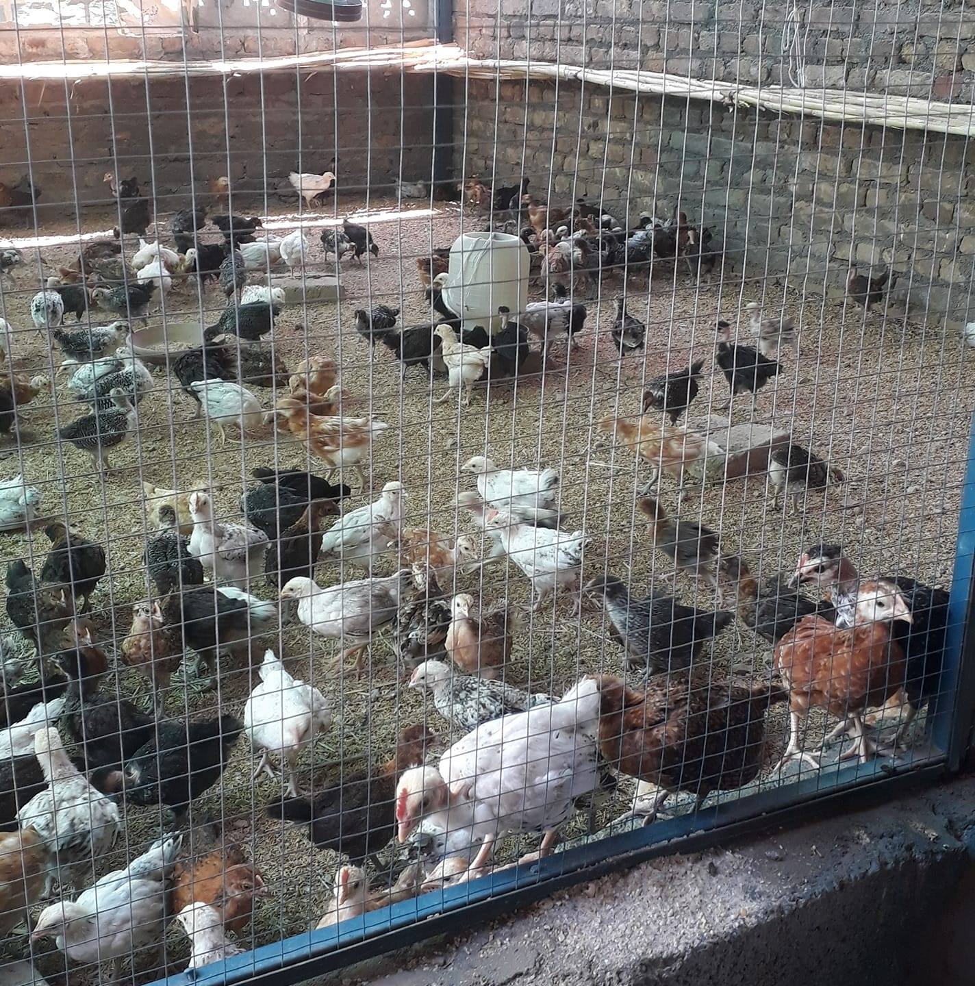 Changi bandi desi morgi and morga for sale