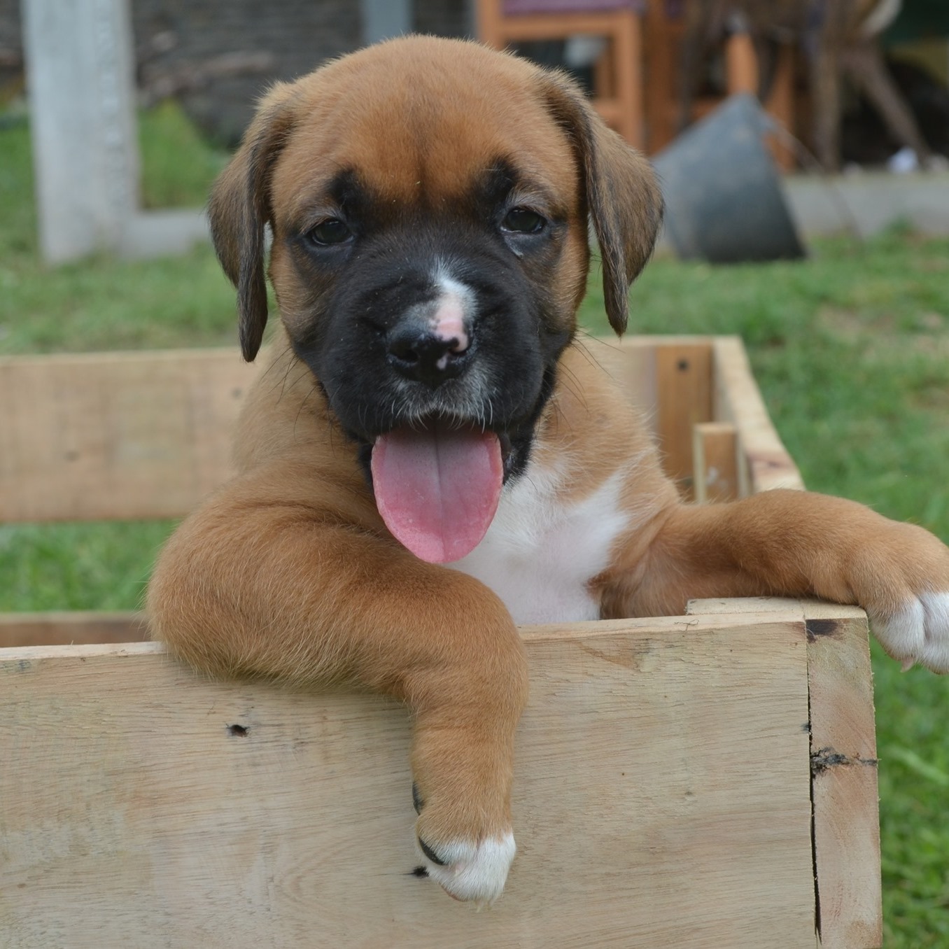 Rocco's boxer del sur