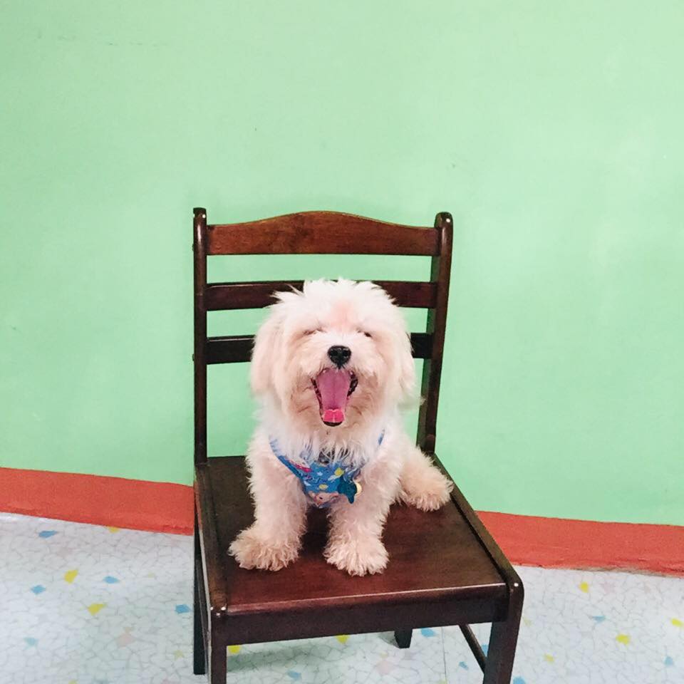 Lexi, Potchie and Ikha's Furjourney