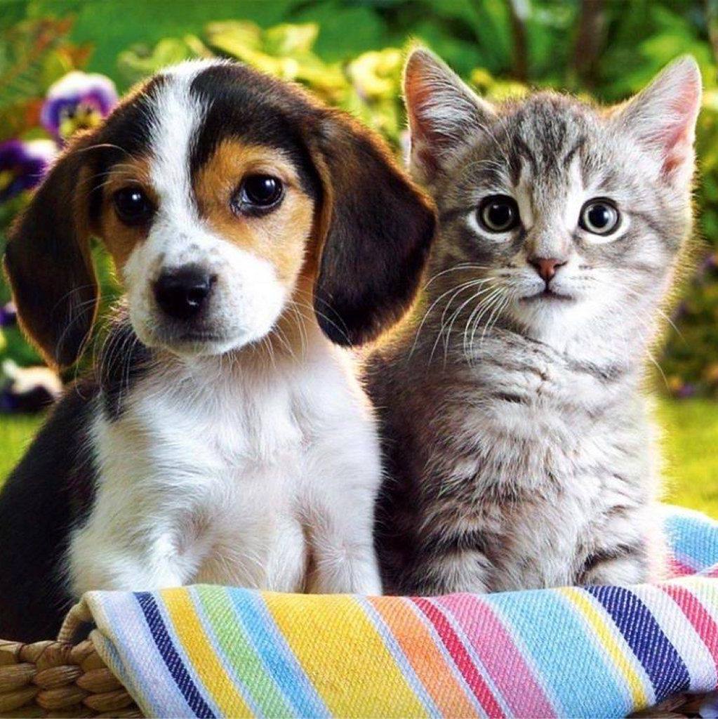 Petsy