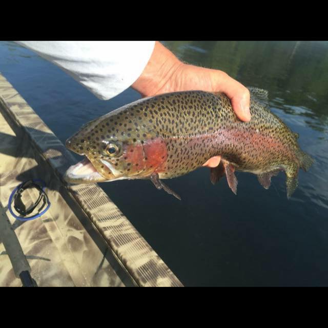 CC Fishing