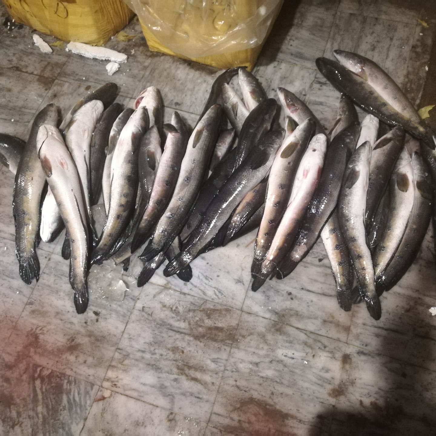 FISH POINT