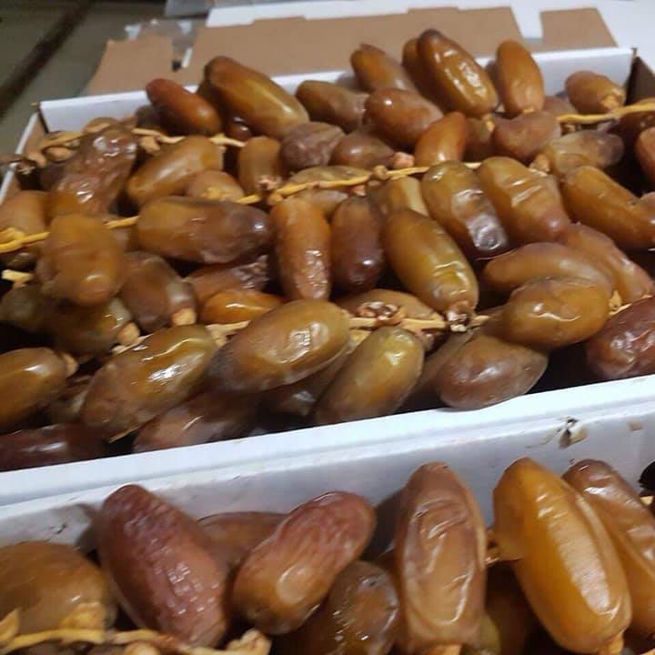Datte de sud Tunisien