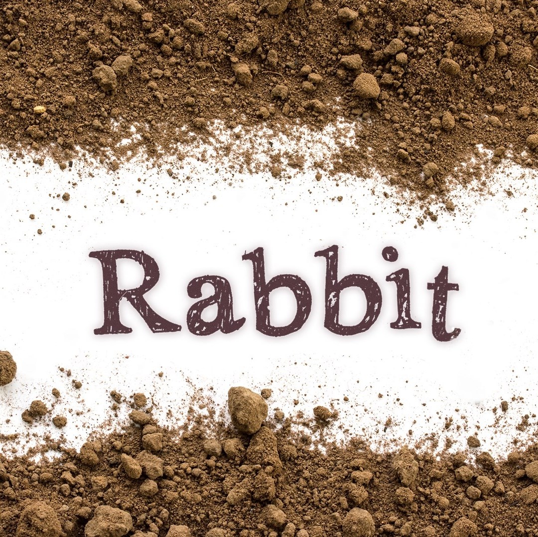 Rabbit - short film