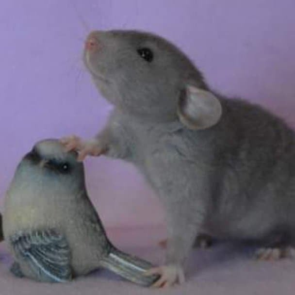 Tiny Toes and Tails Rattery