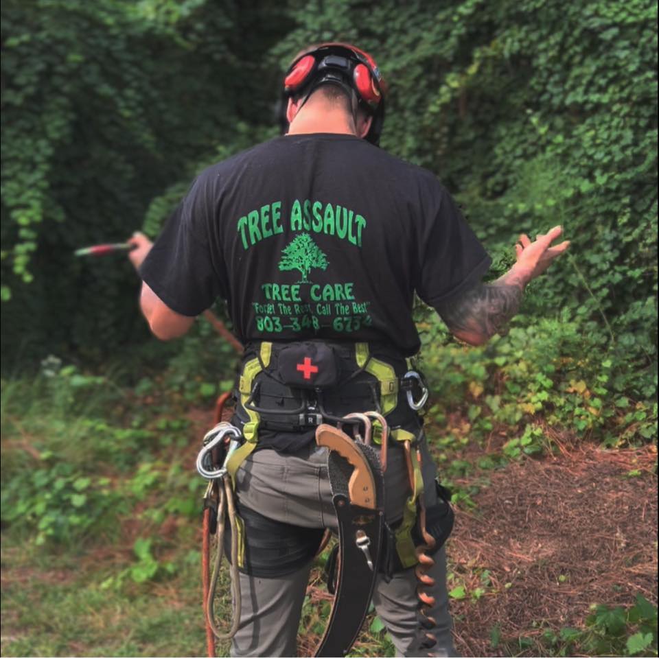 Tree assault tree care | Lexington SC