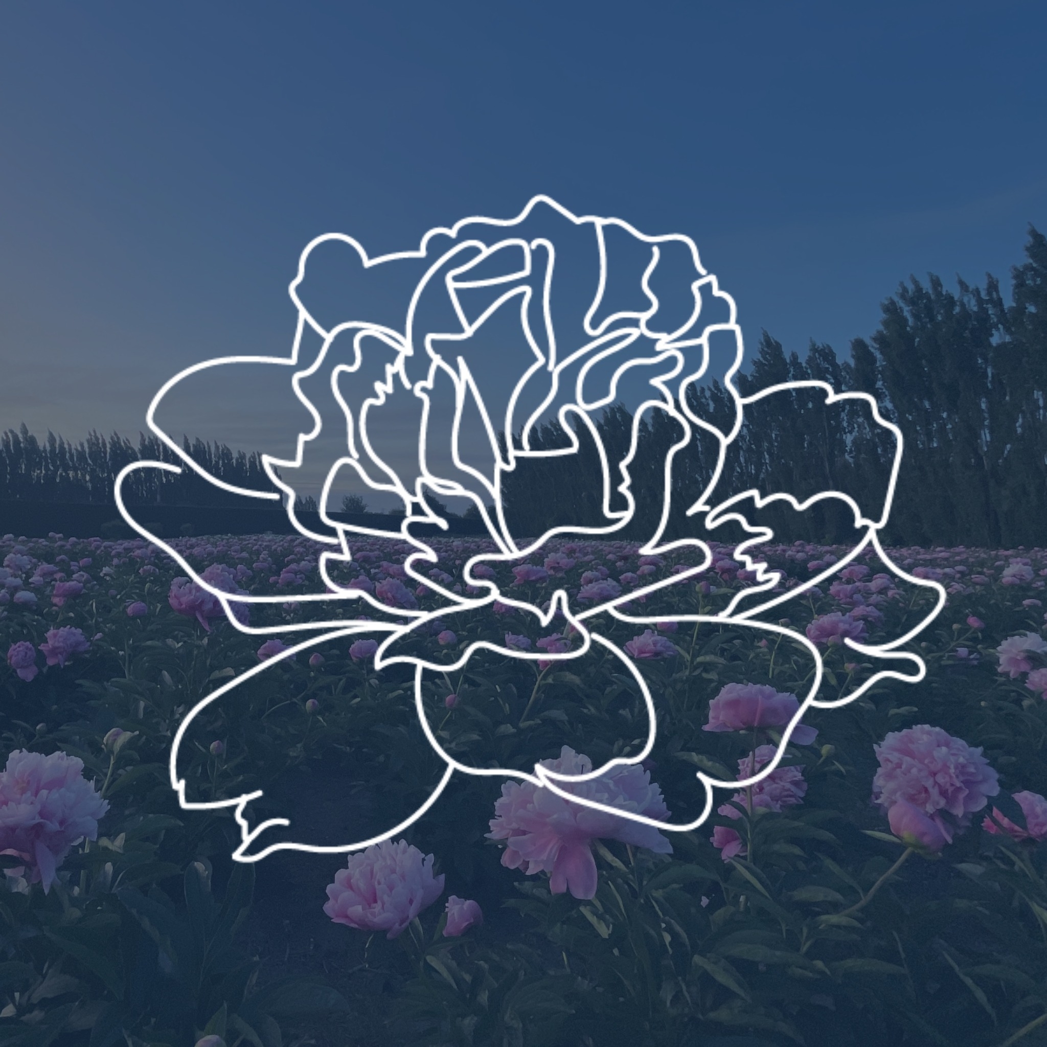 When we are peak season and I’m... - Prebbleton Peonies | Facebook