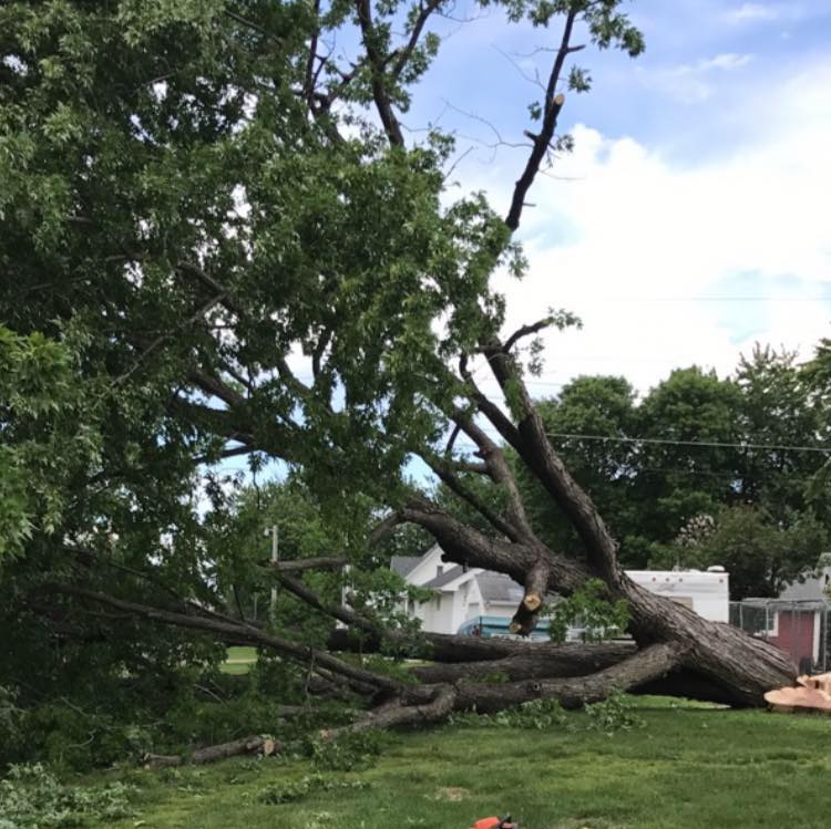 Bock Tree Service