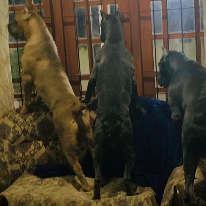 The Blue Queen Cane Corso | Colombo