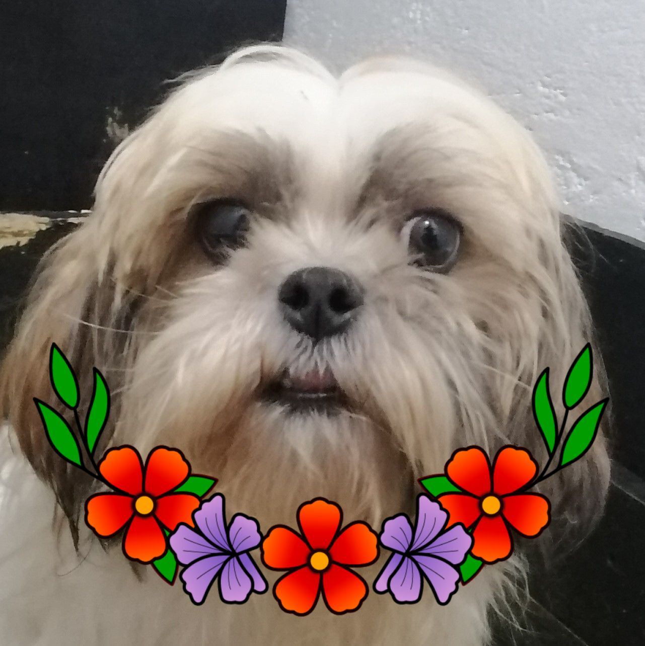 Mascota UNA BUENA compañia