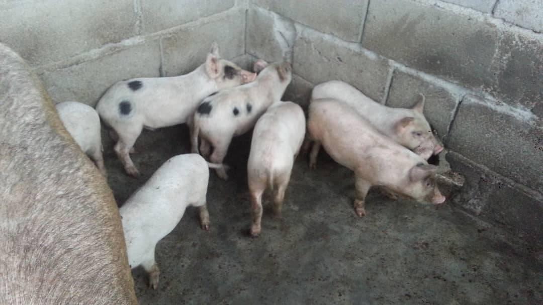 Pig Farm