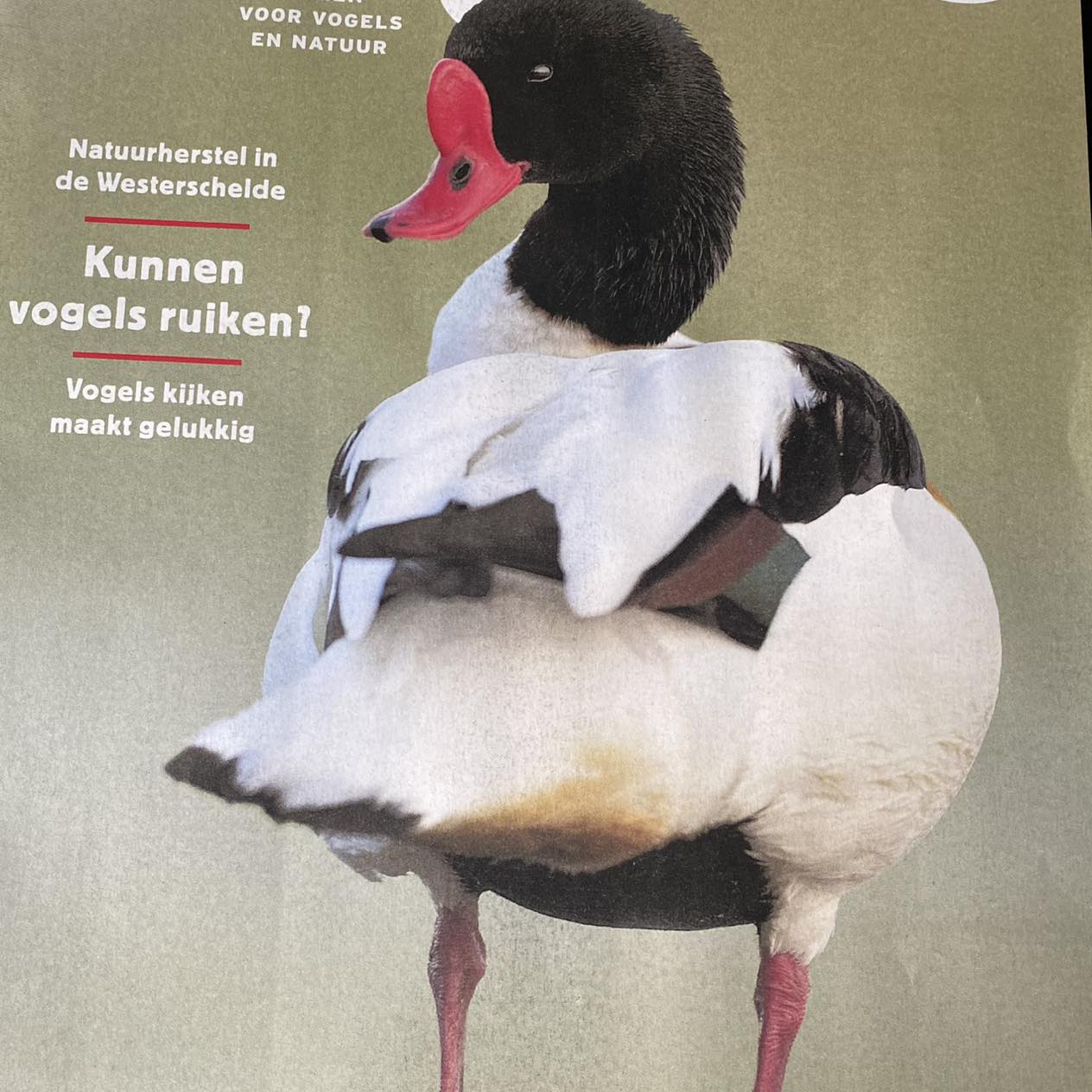 Tadorna Media