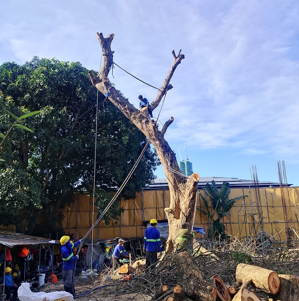 Edward tree cutting & trimming services