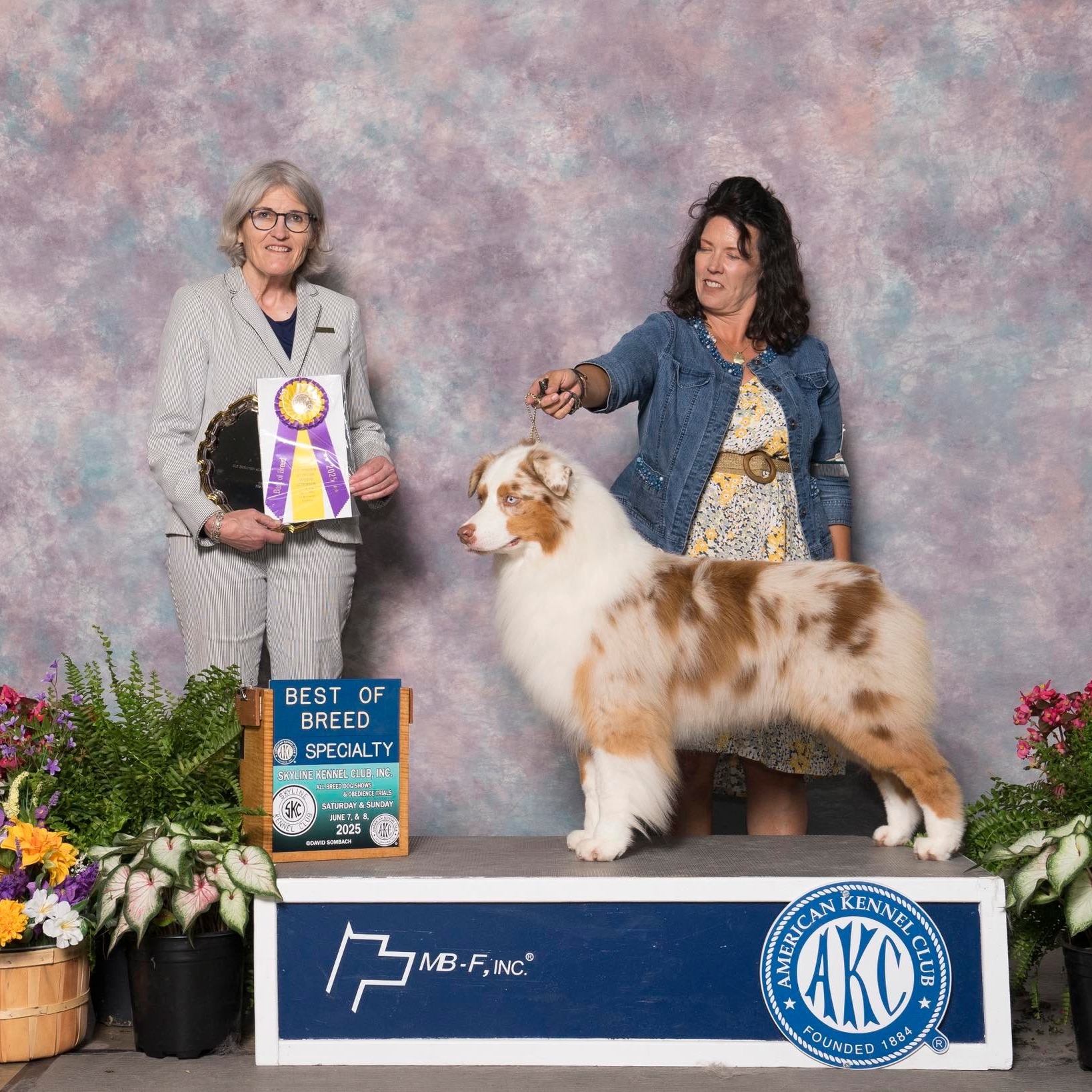 Willowlake Australian Shepherds - Wills had an amazing time with Kyliee ...