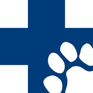 Pitbull Sheltie Mix Health Issues