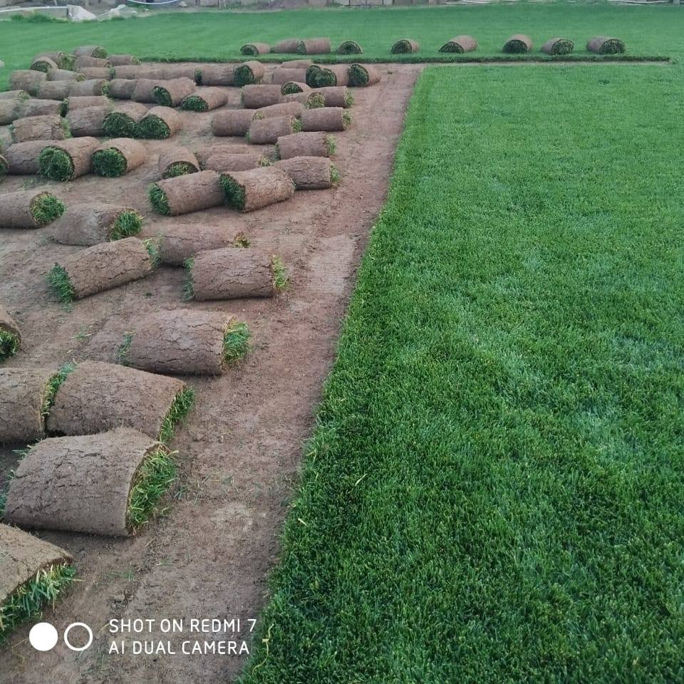 Qazon/Лужайка/Lawn/잔디밭/Çim | Baku