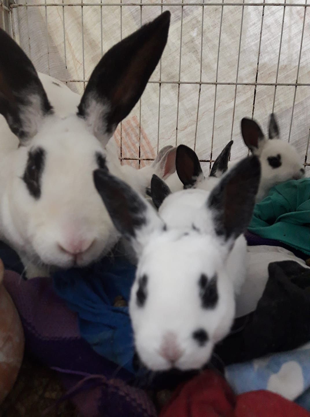 Venta de conejos Rex - lima