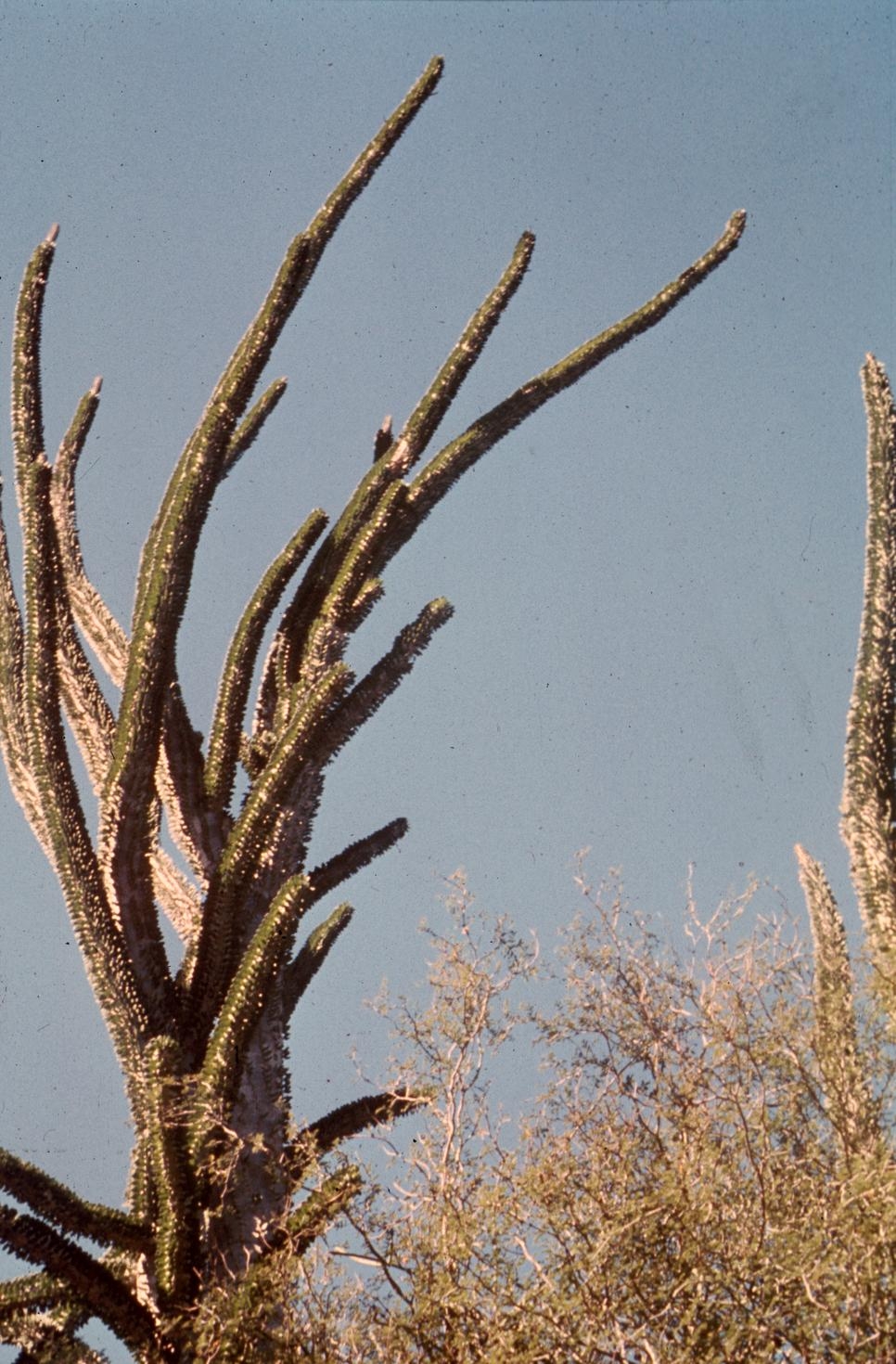 Khangela - INTELEZI. There are many kinds of plants which... | Facebook