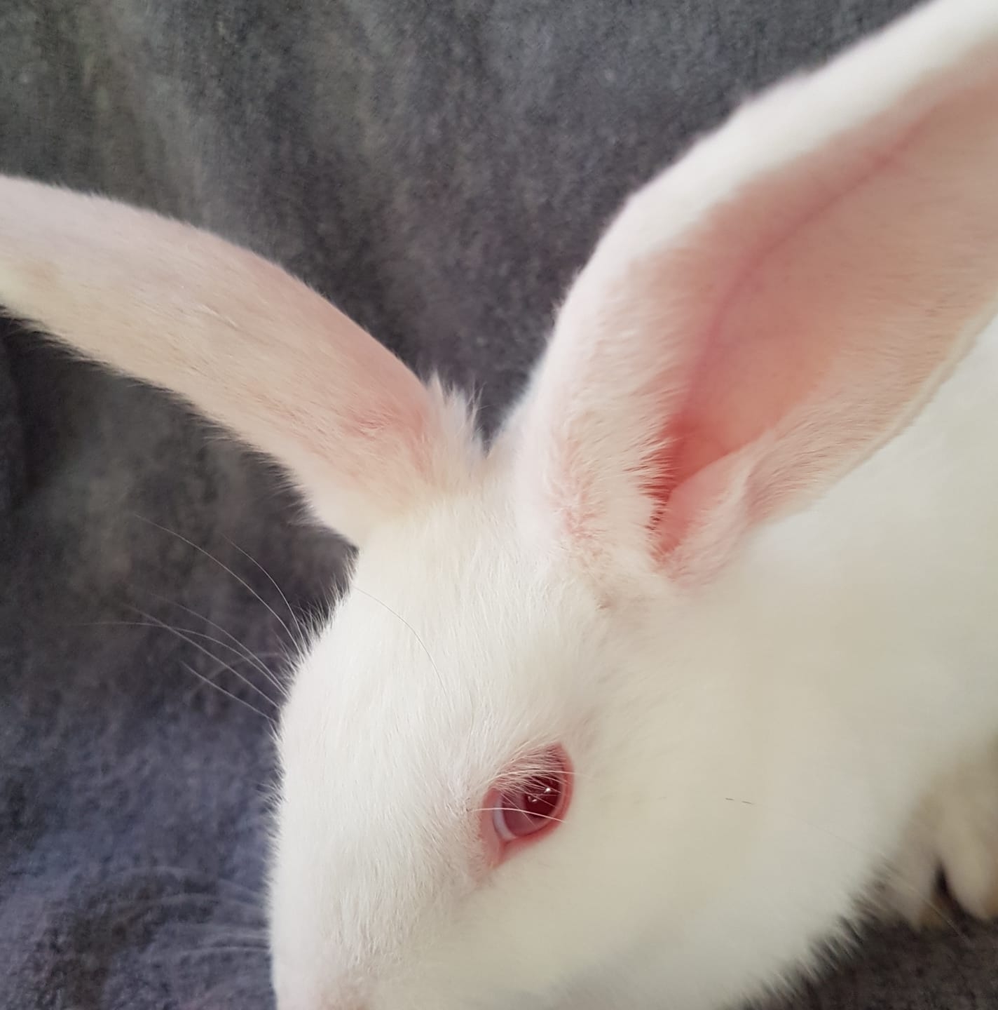 JV Rabbitry | Macabebe