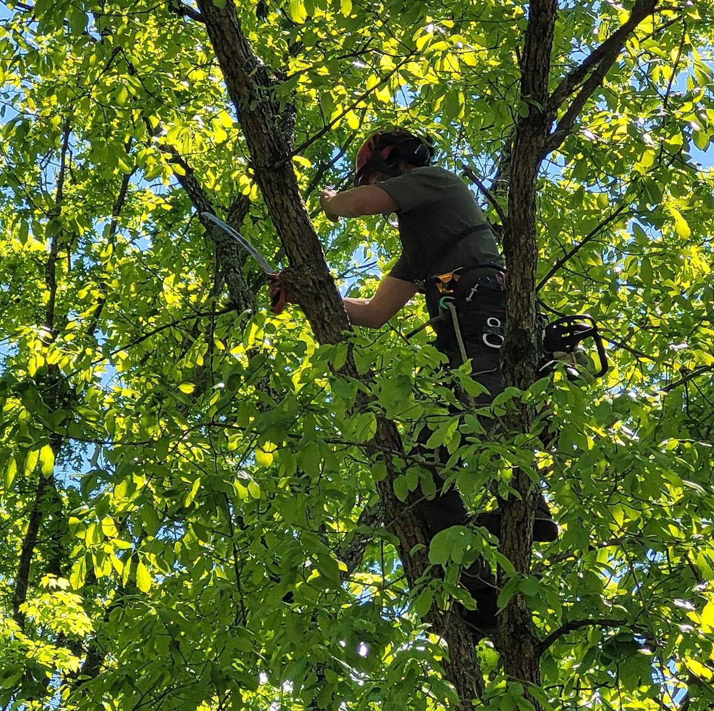 Grand Canopy Tree Service | Louisville KY