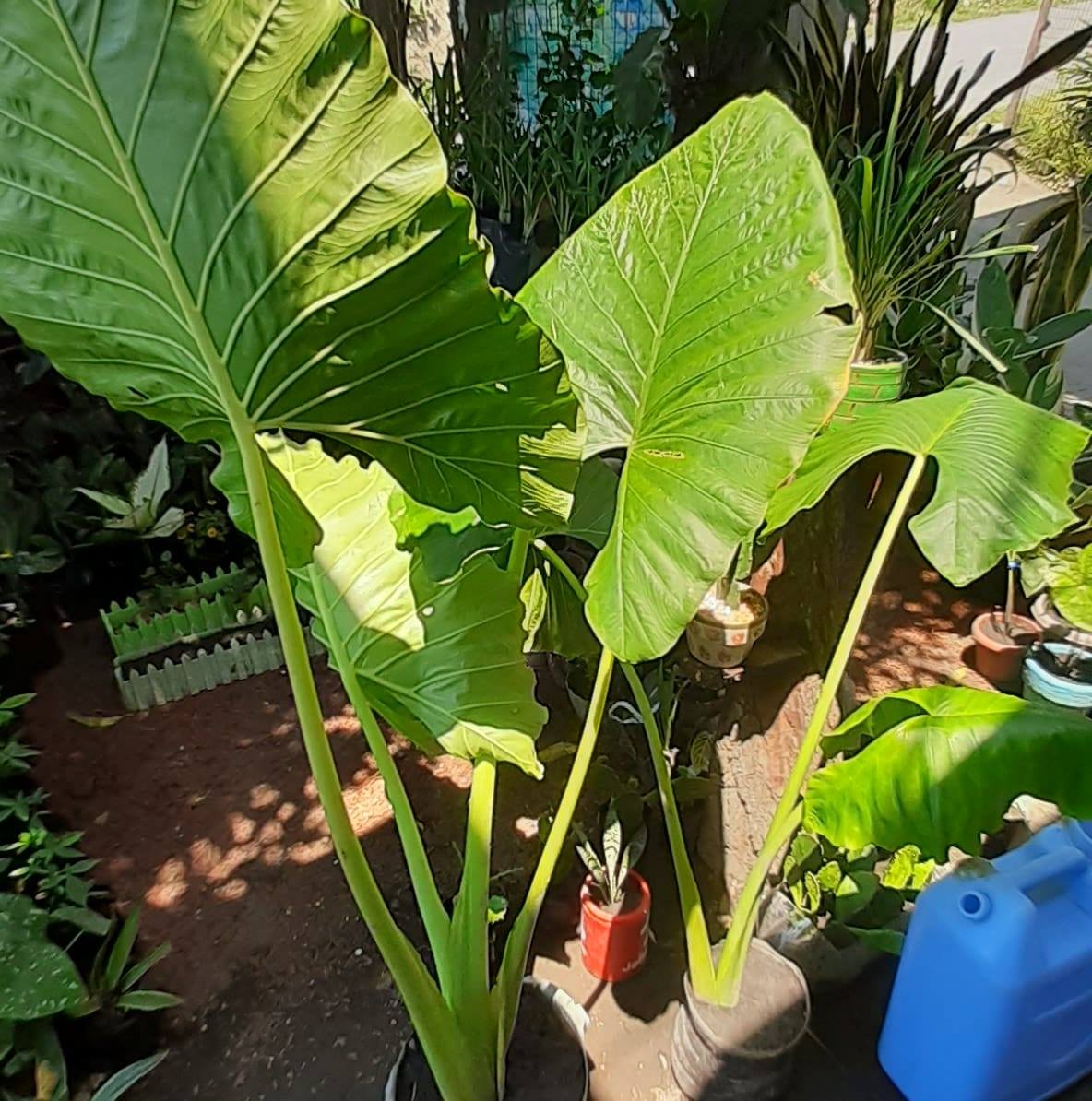 Yanah's Green Corner | Taal