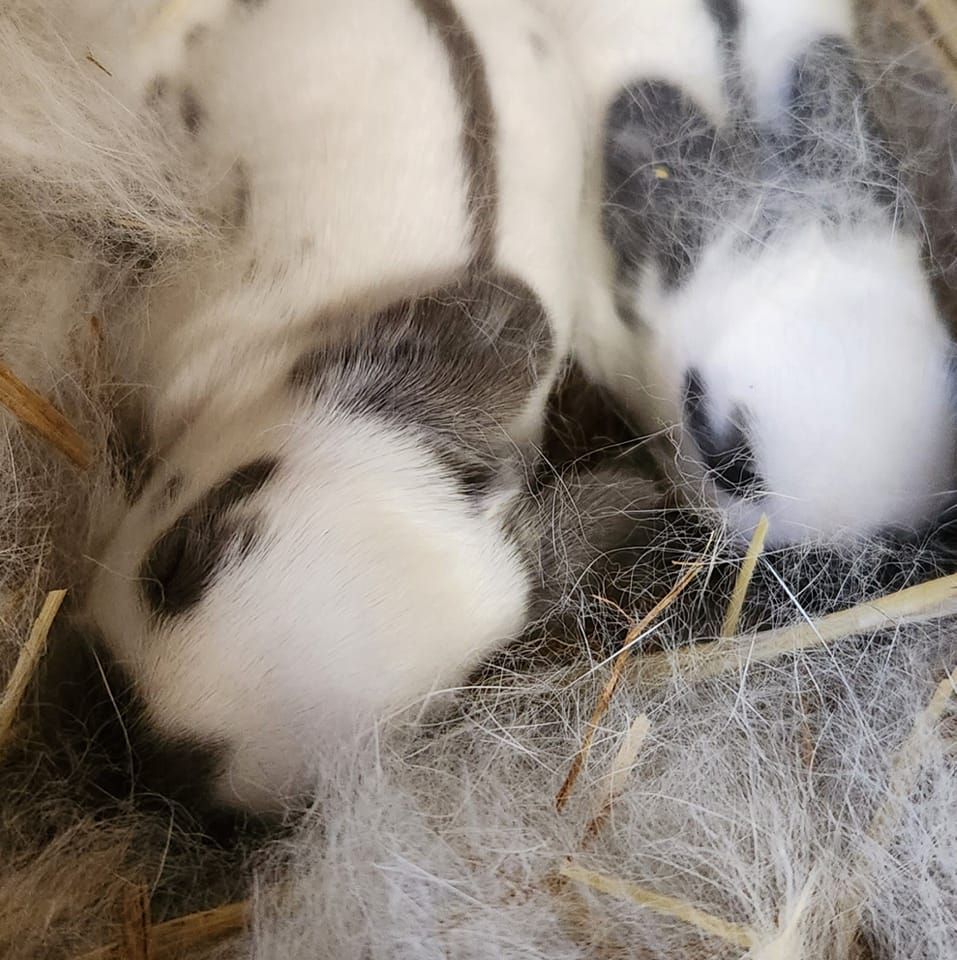 Darky Hollow Rabbitry | Sherrodsville OH