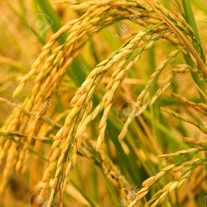 Rana Rice Traders