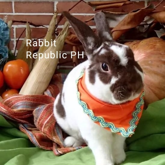Rabbit Republic Philippines | Quezon City