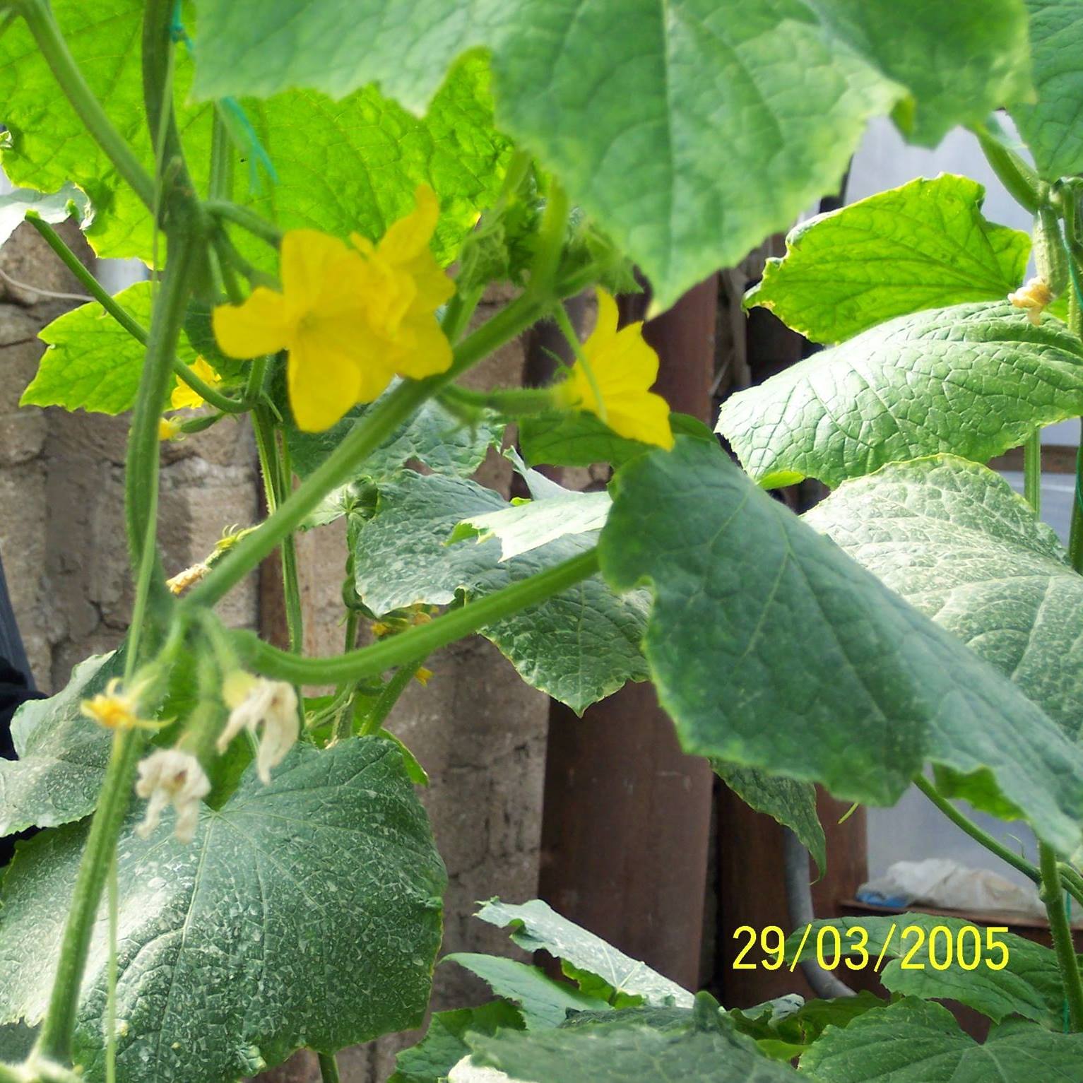 Azerbaijan Organic Production | Shuvelyan