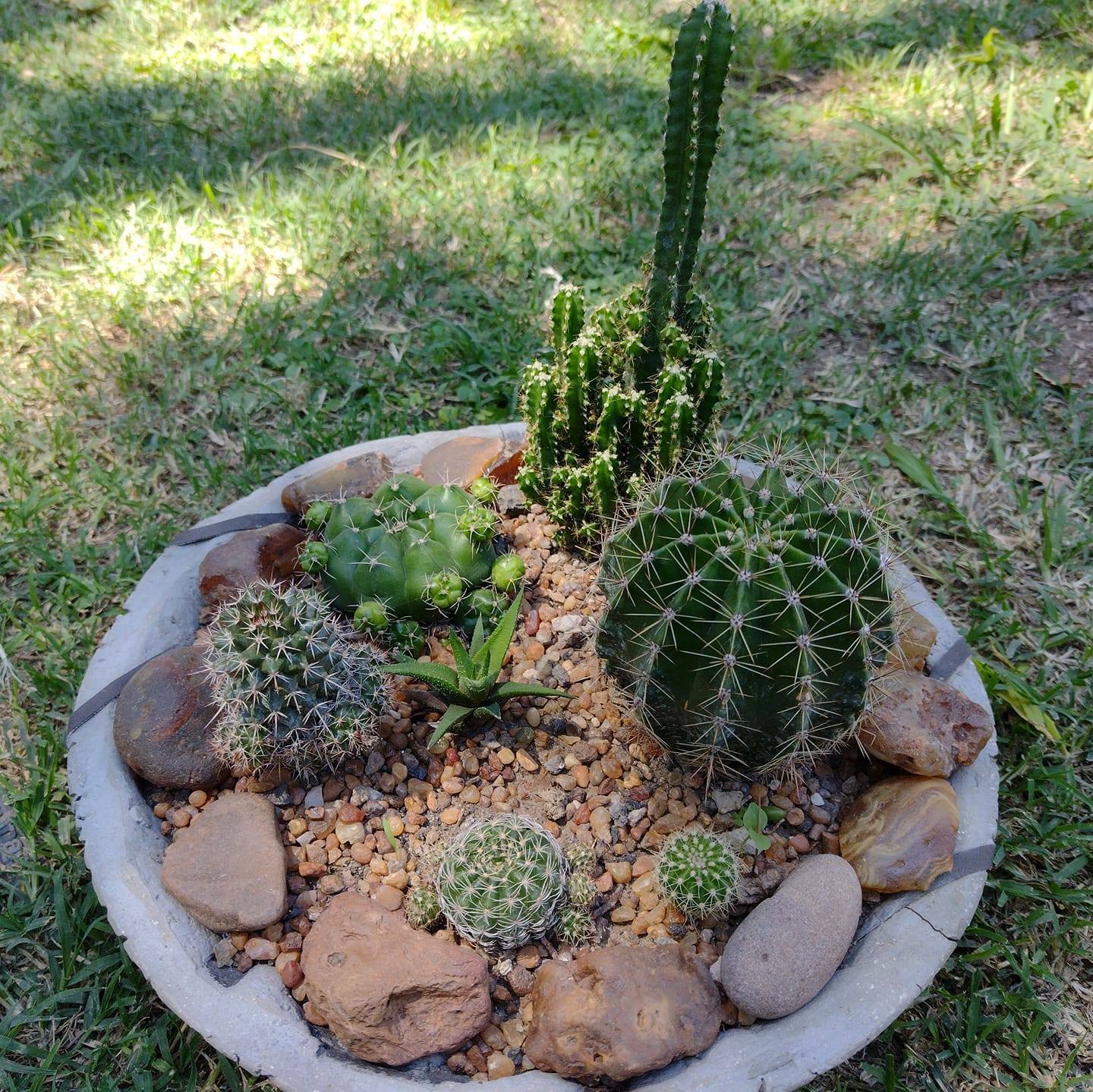 Bautino cactus y suculentas