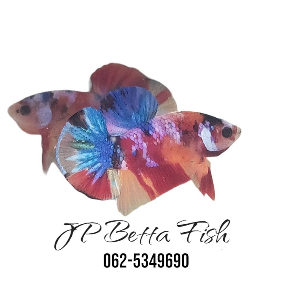 JP Betta Fish