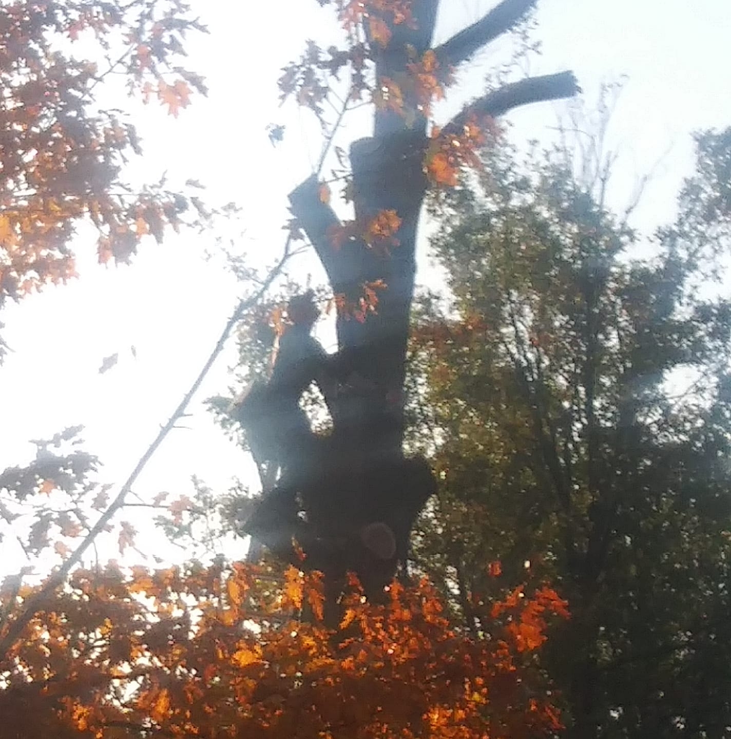 Patterson Tree Service | Enid OK