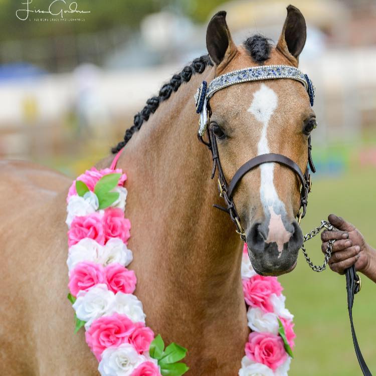 Kaluda Park Show Ponies