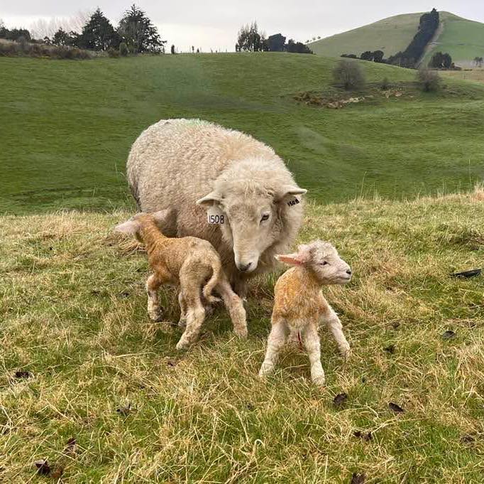 Aurora Romney Stud | Dunedin