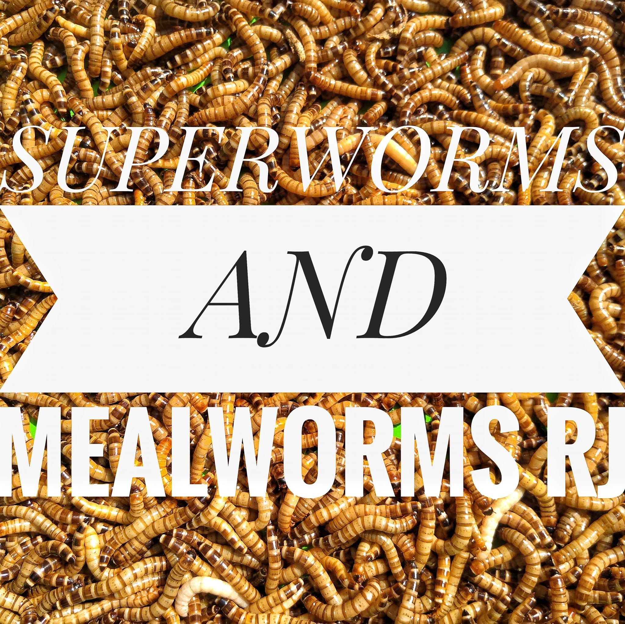 Superworm Mealworm RJ Laguna | Santa Rosa